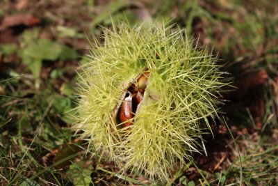 Castanea sativa 'Asplenifolia' - kaštanovník jedlý - plod (1)